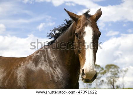 a beautiful bay thoroughbred horse against a soft blue sky background