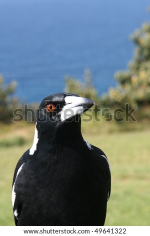 a wild australian magpie with an ocean backdrop posing for the camera