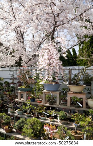 Japanese Bonsai on Bonsai Trees At A Japanese Nursery With A Wild Cherry Blossom Tree In