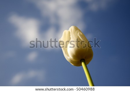 single white tulip rising up to meet the porning sky