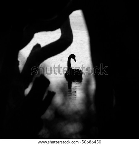 black and white photography trees. stock photo : lack swan in a