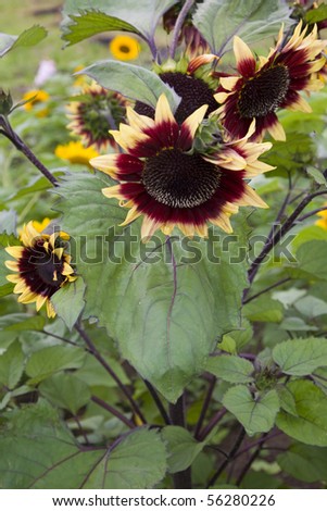 very unusual colored sunflower with pale yellow and red petals photographed in a field on awajishima western japan