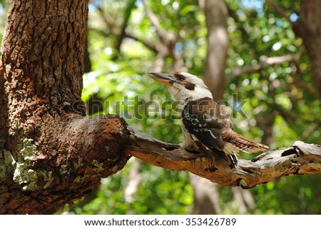 Kookaburra or Australian Laughing Bird in a tree