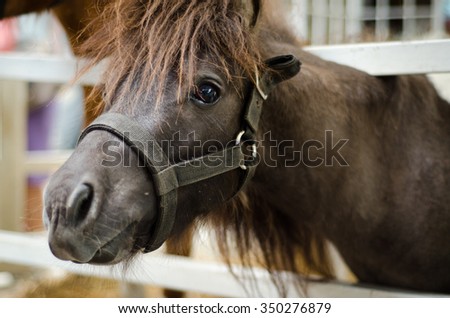 Brown horse is looking forward,Brown horse close up,Eye focus