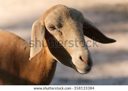 Close up to face of lamb, livestock sheep in farm