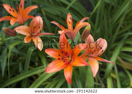 Dwarf Asiatic Lily Hybrid - Lilium \'Matrix\'