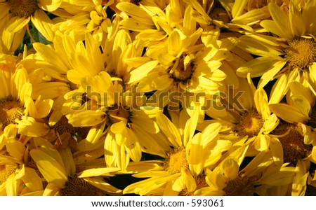 dewy sunny flowers
