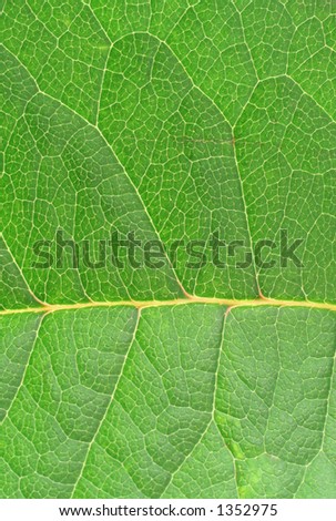 real macro of leaf texture