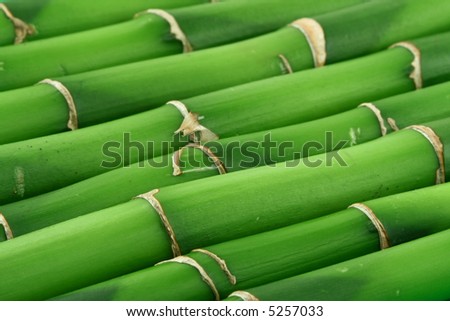 close-up of young bamboo sticks, focus is set in foreground