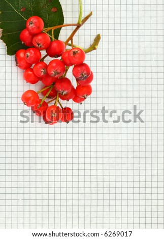 rowan berries against piece of squared paper