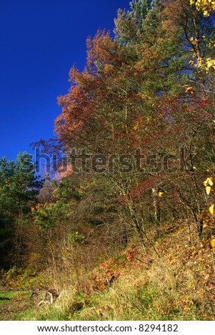 fall trees against beautiful cloudless blue sky
