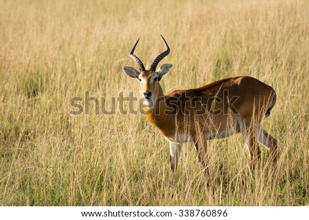 A antelope is standing in the high grass of the African steppe in Uganda in the Queen Elizabeth national park.
