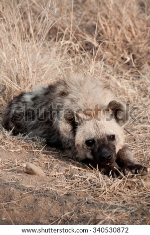 A lazy young hyena is taking it easy and is relaxing in the sun in South Africa.