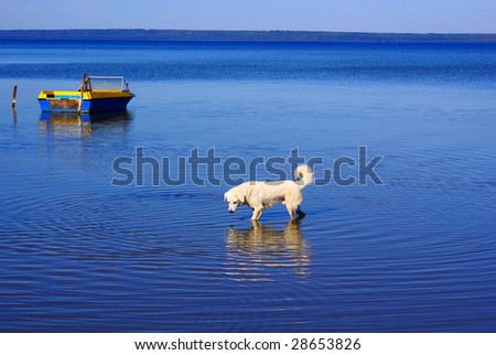 Dog fishing in the lake