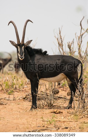 Vertical shot of a large male Sable antelope, standing sideways to the camera in a wooded savannah, looking to the photographer. Chobe National Park, Botswana, Africa.