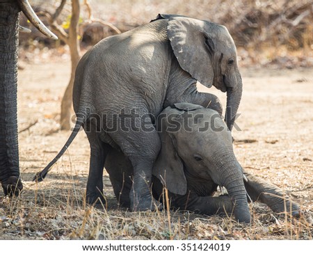 Two young African elephants play and jostle under the watchful eye of their mother, South Luangwa National Park, Zambia, Africa