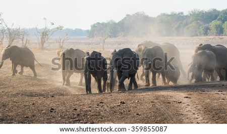 A large herd of elephants creates a dust storm as they cross a dry flood plain in search of water.  Zambia, Africa.