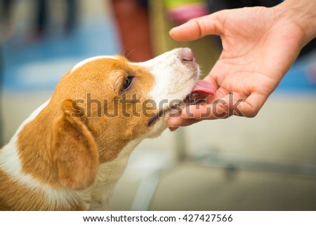 Dogs.Love Dogs.Hands touch the dog \'s head . To show love