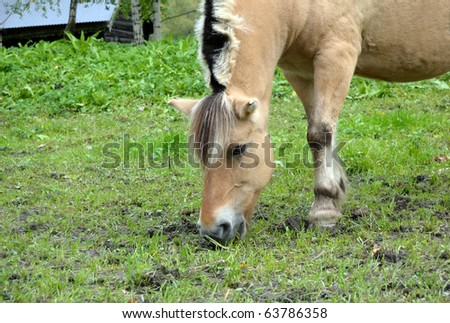 Horse Feeding On Grass