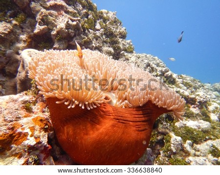 This is a beautiful shot of an anemone with a clownfish in Guam. The image was captured at 8 meters deep.