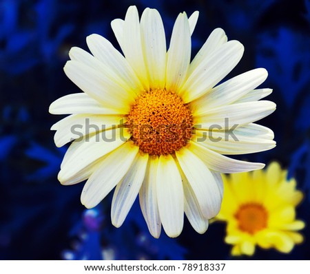 white daisy with little sister yellow daisy