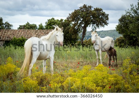 Two white horses and a foal in the middle of yellow flowers and poppy