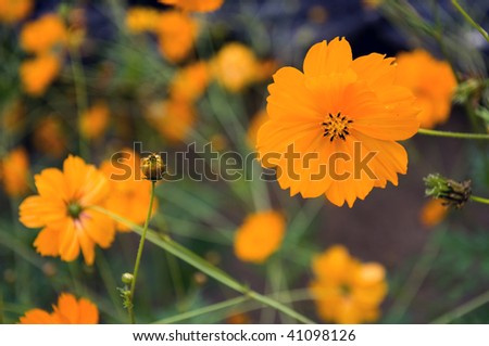 Orange blossom, South Korea