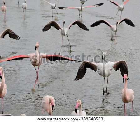 Flamingo dancing in Camarque, France