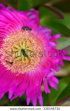 Pig face flower (Carpobrotus glaucescens) with insect