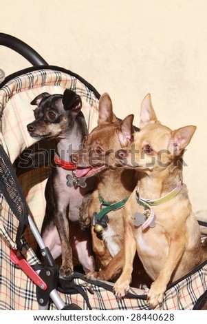 3 cute little dogs in a baby stroller.