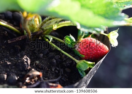 Strawberry with tree