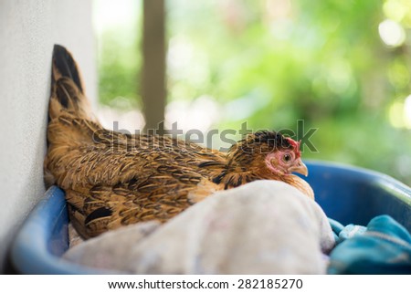 Chicken laying eggs in the basket