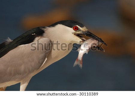 An image of a Black Crowned night heron with a fish.