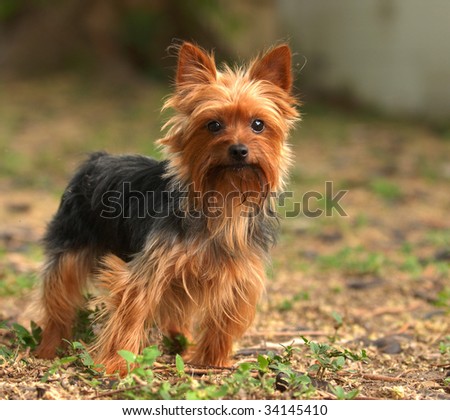 An image of a yorkshire terrier