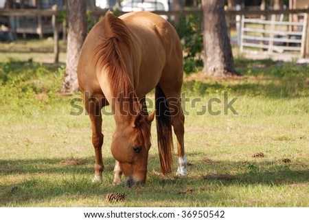 An image of a horse feeding in the pasture