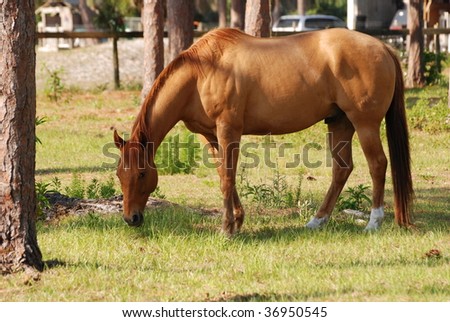 An image of a horse feeding in the pasture