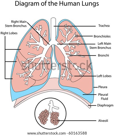 Animal Cell Structure Diagram. of animal