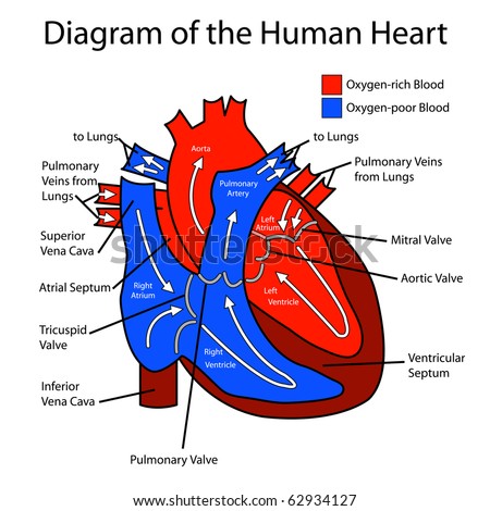 the human heart diagram for kids