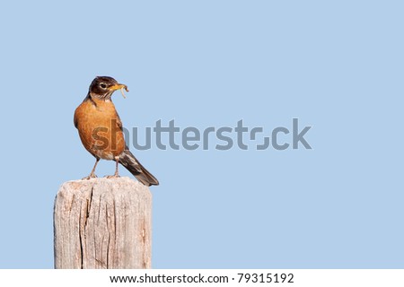 A Male North American Robin with a Worm in its Mouth standing on a Fence Post in Falcon, Colorado Turdus Migratorius
