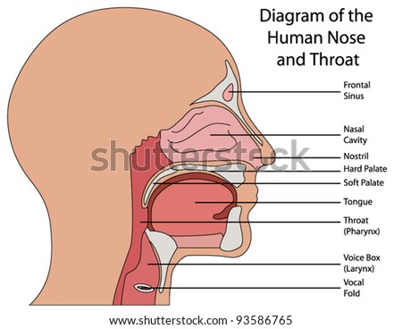 diagram of nose and tongue