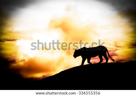 Silhouette of a lion on a rock