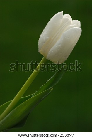 Single Tulip with Water Droplets