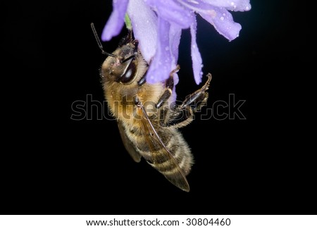 A bee on black background with violet flower. Please see some similar pictures from my portfolio.