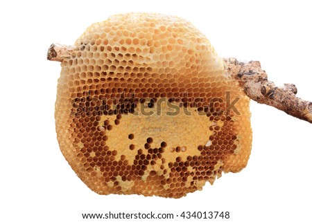 Beehive closeup on stick isolated on white background.
