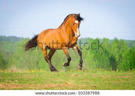 Bay horse runs gallop in summer time