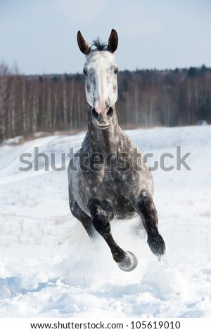 White horse runs gallop in front focus in winter time