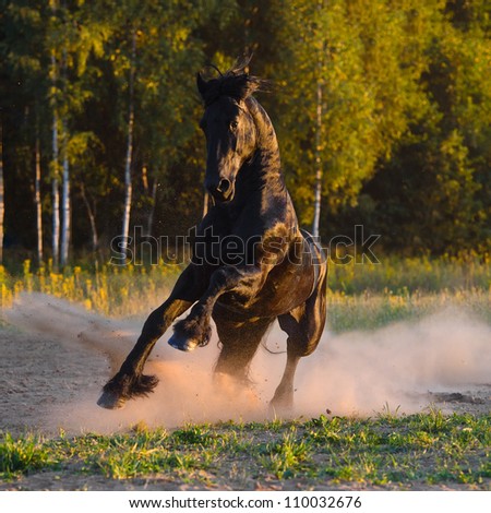 Black horse runs gallop in the sunset