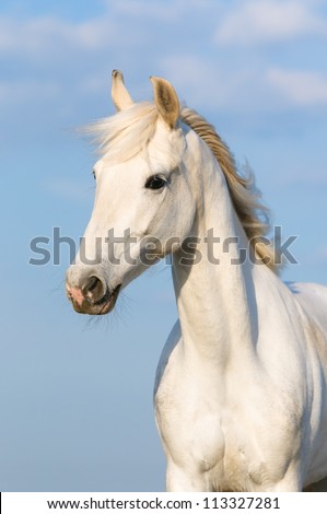 White Orlov trotter horse portrait on the sky background, vertical