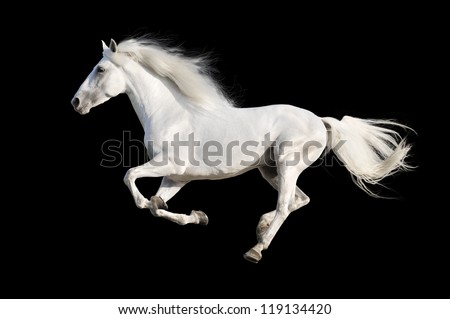 White Andalusian horse isolated on the black