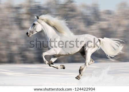 White Horse Runs Gallop In Winter, Motion Blur